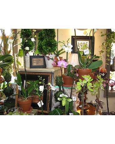 Beautiful Orchid Plants